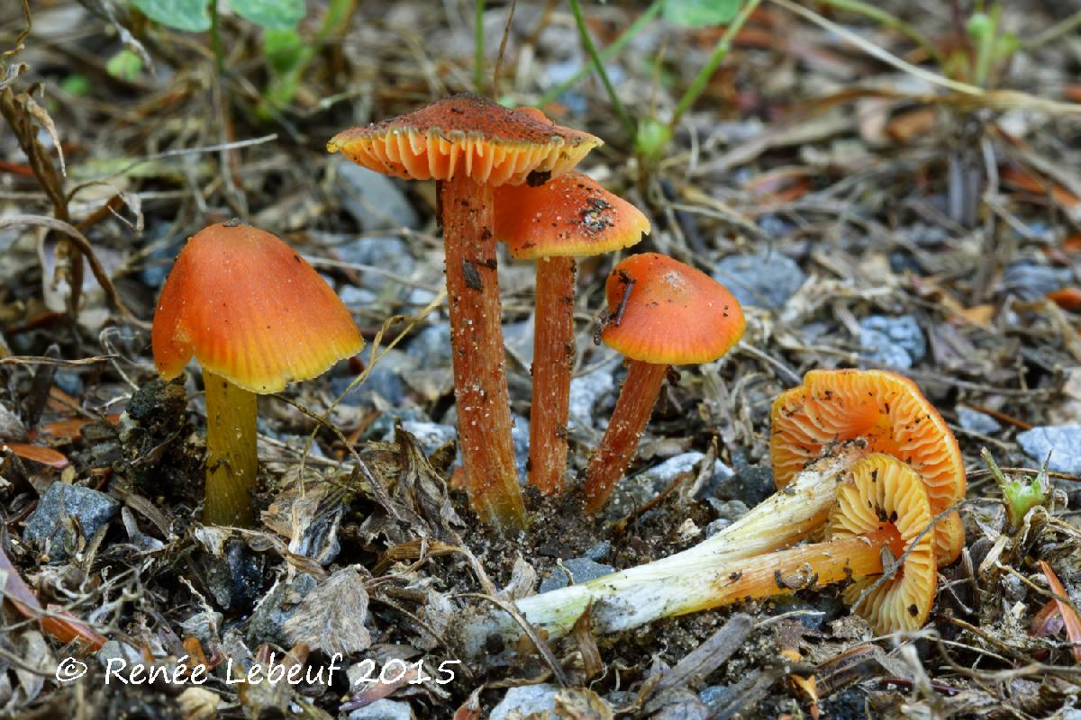 Hygrocybe conicoides image