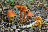 Hygrocybe conicoides image