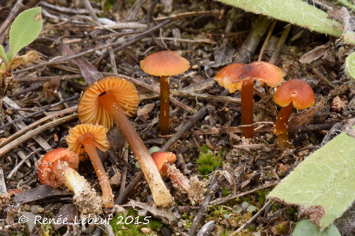 Hygrocybe conicoides image