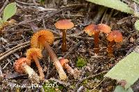 Hygrocybe conicoides image