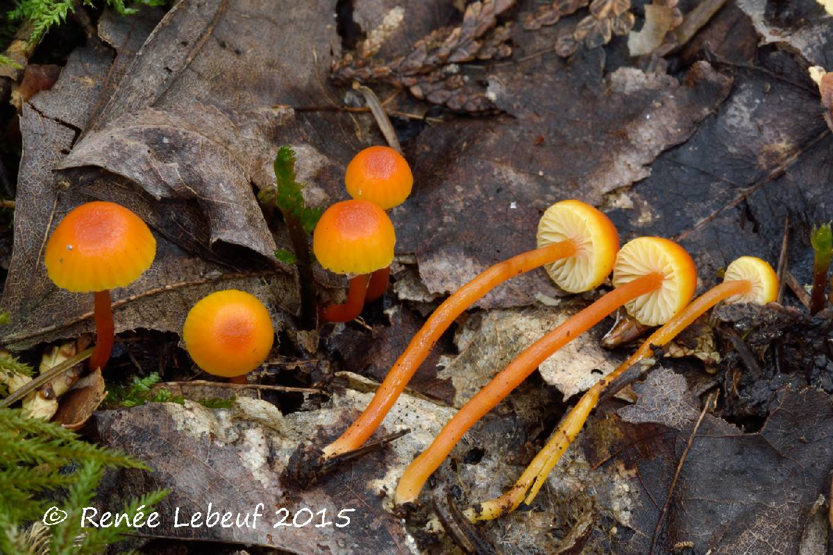 Hygrocybe mucronella image