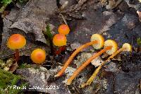 Hygrocybe mucronella image