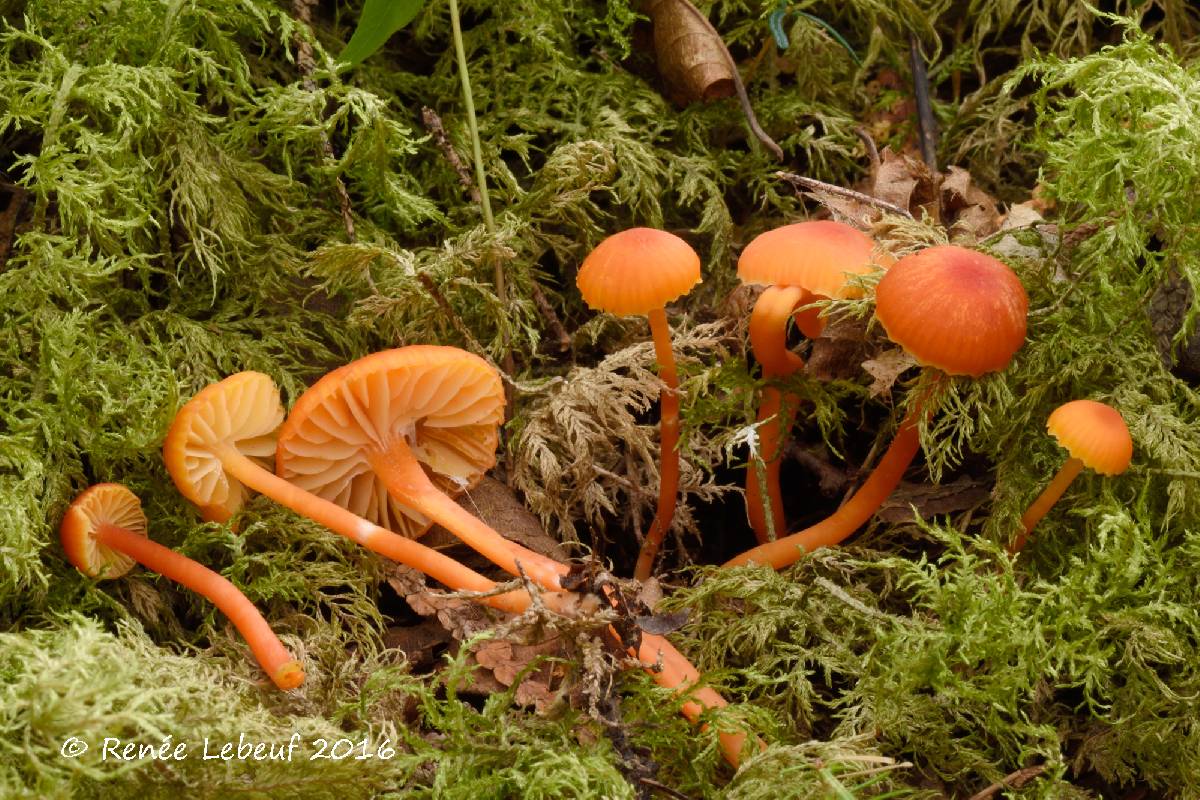 Hygrocybe mucronella image