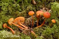 Hygrocybe mucronella image