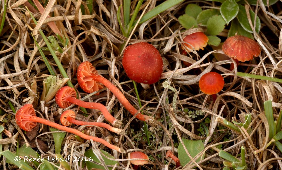 Hygrocybe mucronella image