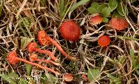 Hygrocybe mucronella image