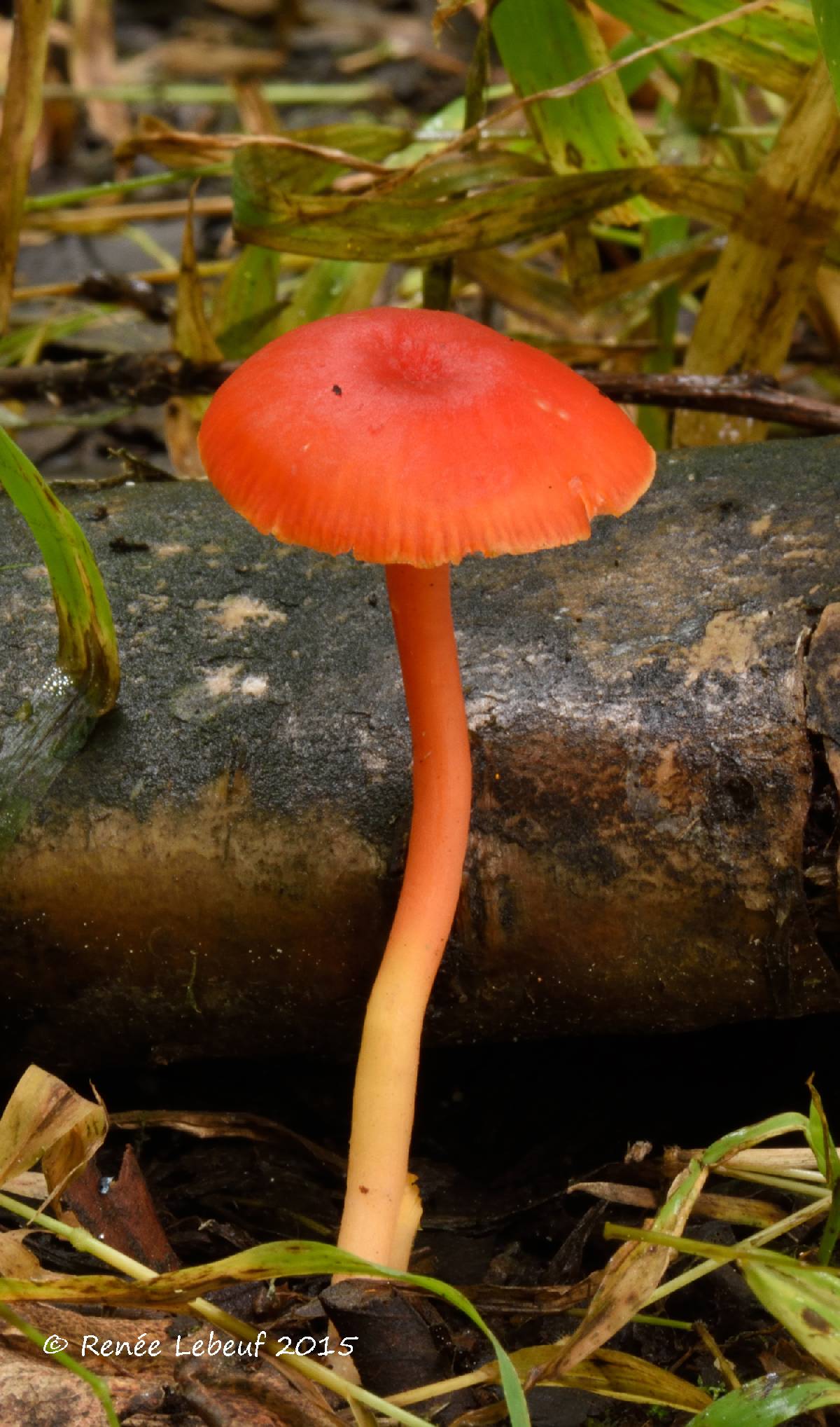 Hygrocybe phaeococcinea image