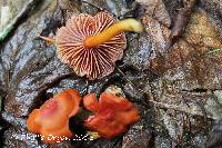 Hygrocybe purpureofolia image