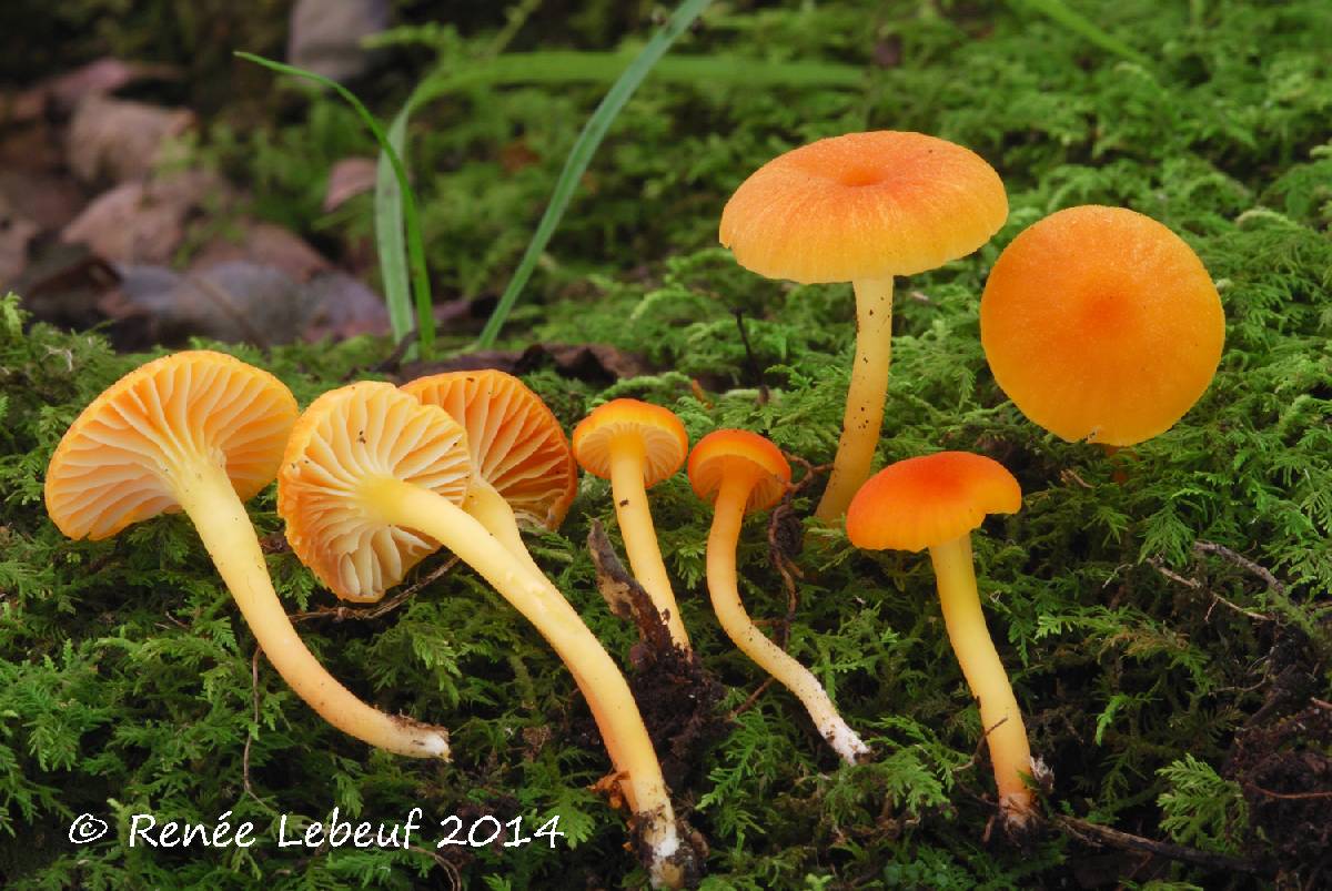 Hygrocybe reidii image