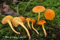 Image of Hygrocybe reidii