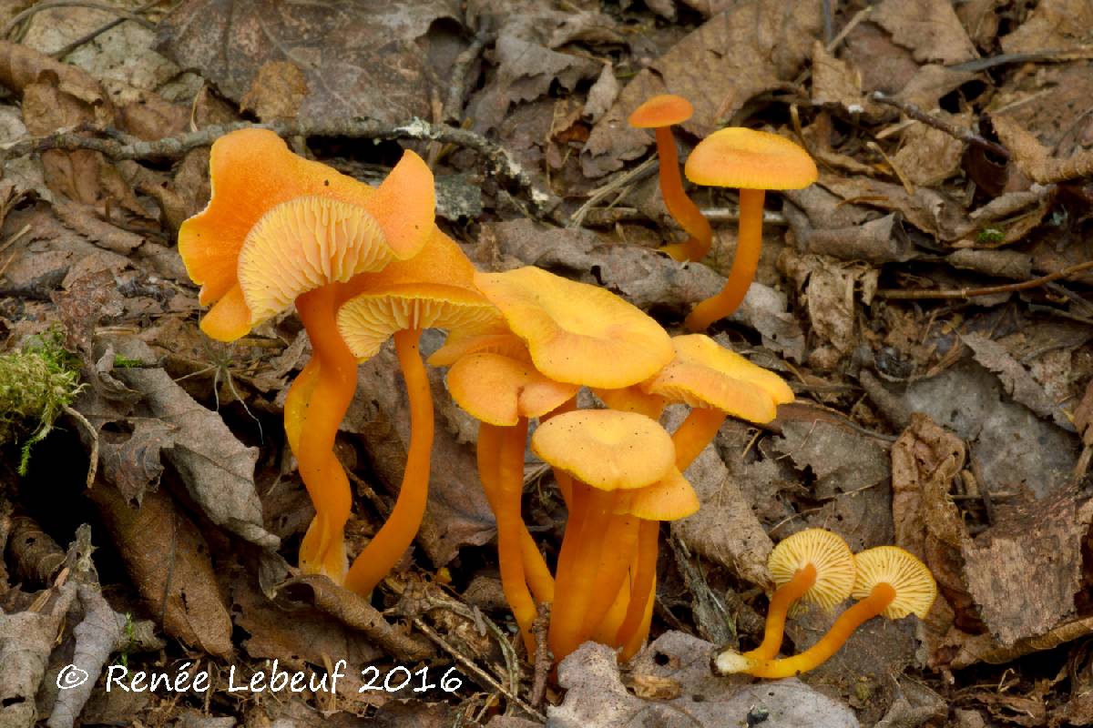 Hygrocybe squamulosa image