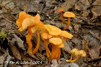 Image of Hygrocybe squamulosa