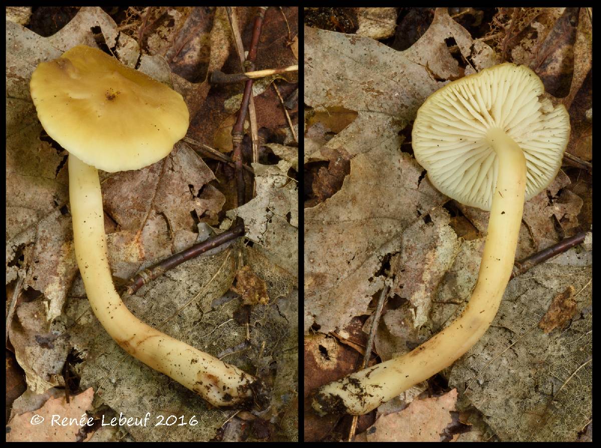 Hygrocybe tahquamenonensis image