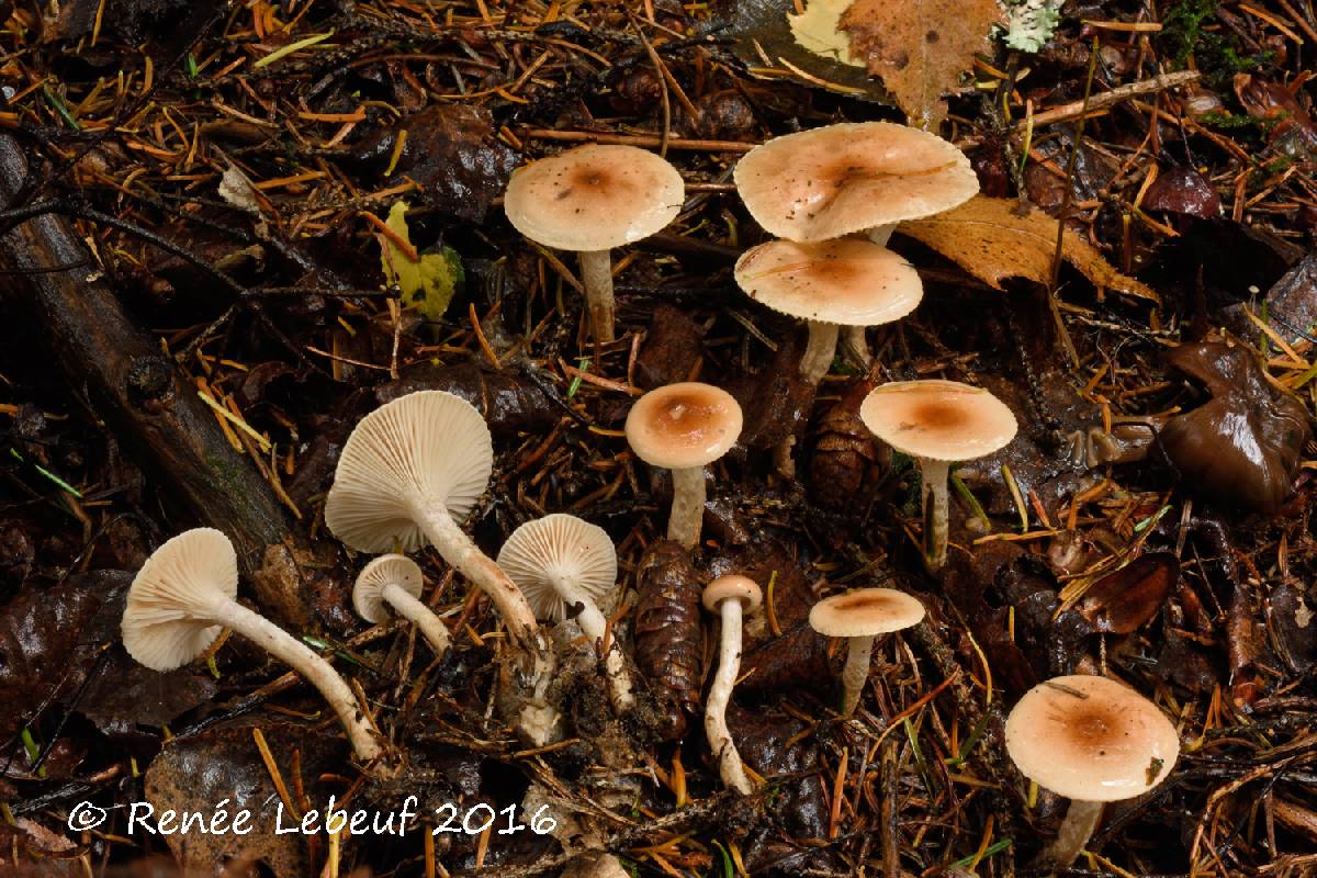 Hygrophorus discoxanthus image