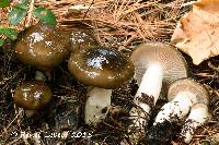 Hygrophorus fuligineus image