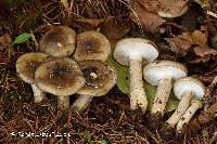 Hygrophorus fuscoalboides image