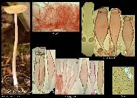 Hymenopellis incognita image