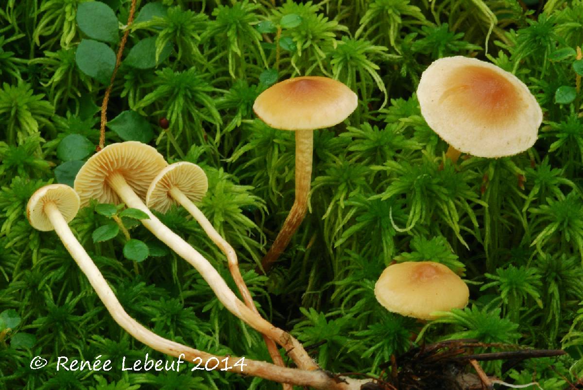 Hypholoma flavifolium image