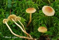 Image of Hypholoma flavifolium