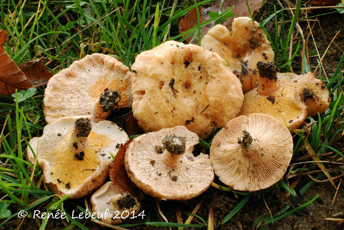 Hypomyces torminosus image