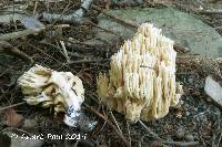 Ramaria acrisiccescens image