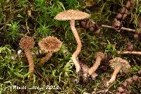 Inocybe hystrix image