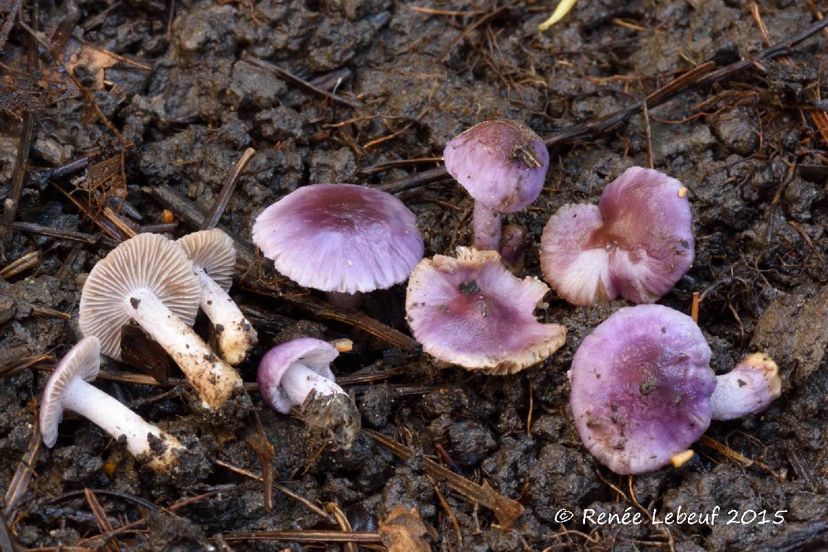 Inocybe lilacina image