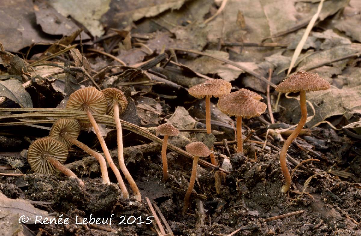 Inocybe calospora image