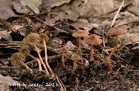 Inocybe calospora image