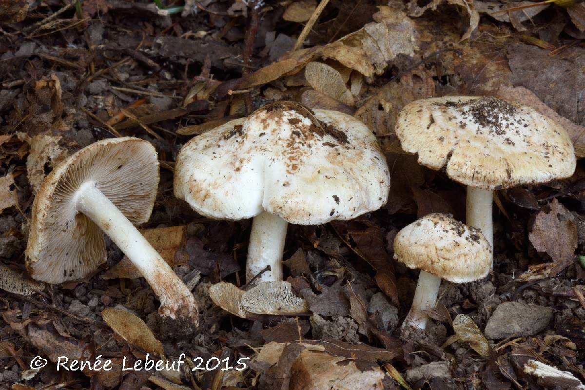 Inocybe dulciolens image