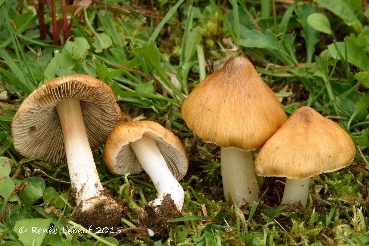 Inocybe lanatodisca image