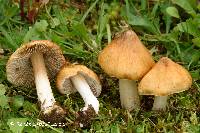 Image of Inocybe lanatodisca