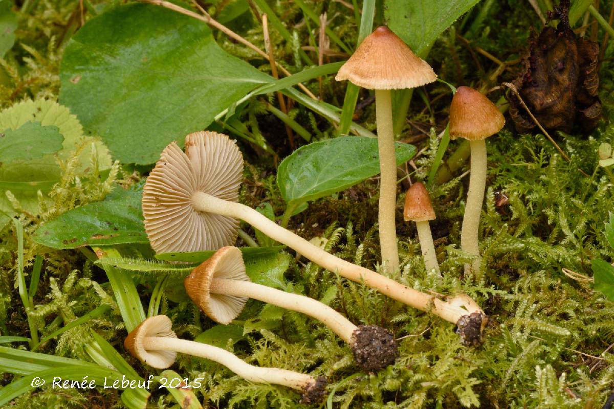 Inocybe obtusiuscula image