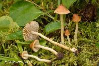 Inocybe obtusiuscula image