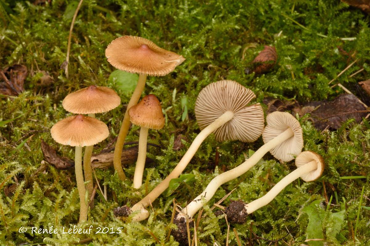 Inocybe obtusiuscula image