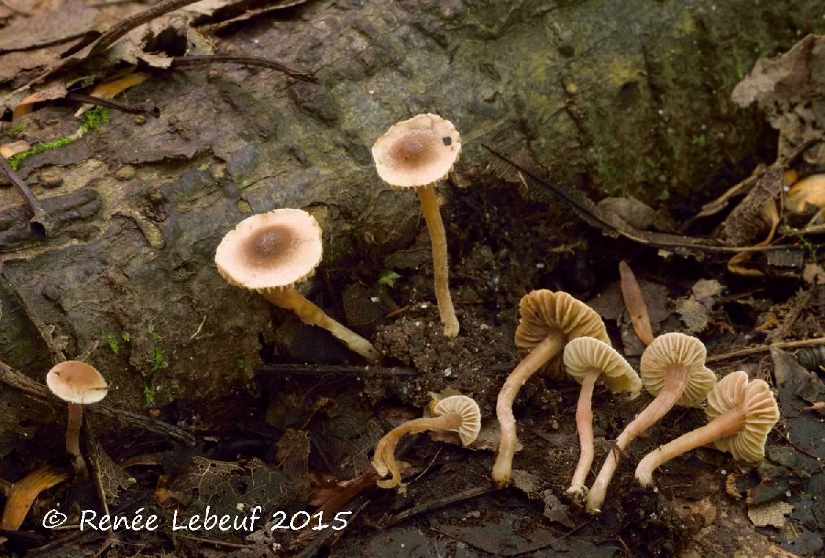 Inocybe petiginosa f. petiginosa image