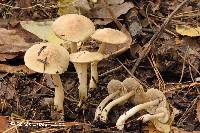 Inocybe sindonia image