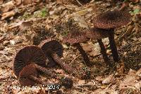 Inocybe tahquamenonensis image