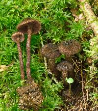 Inocybe tahquamenonensis image