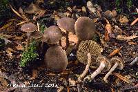 Inocybe tubarioides image