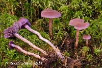 Laccaria amethystina image