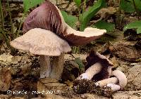 Laccaria ochropurpurea image