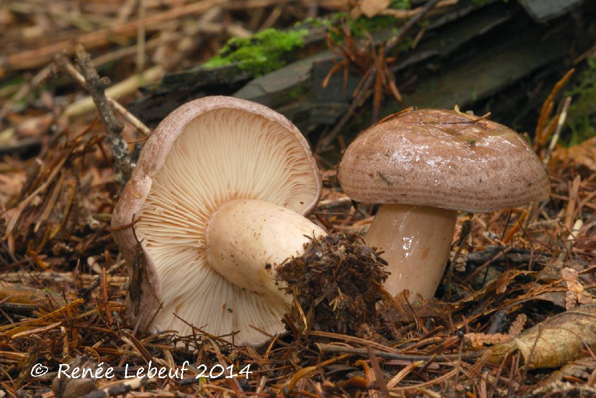 Lactarius trivialis image