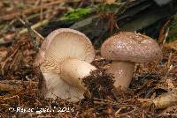 Lactarius trivialis image