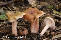 Lactarius mutabilis image