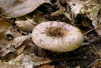 Lactarius argillaceifolius image