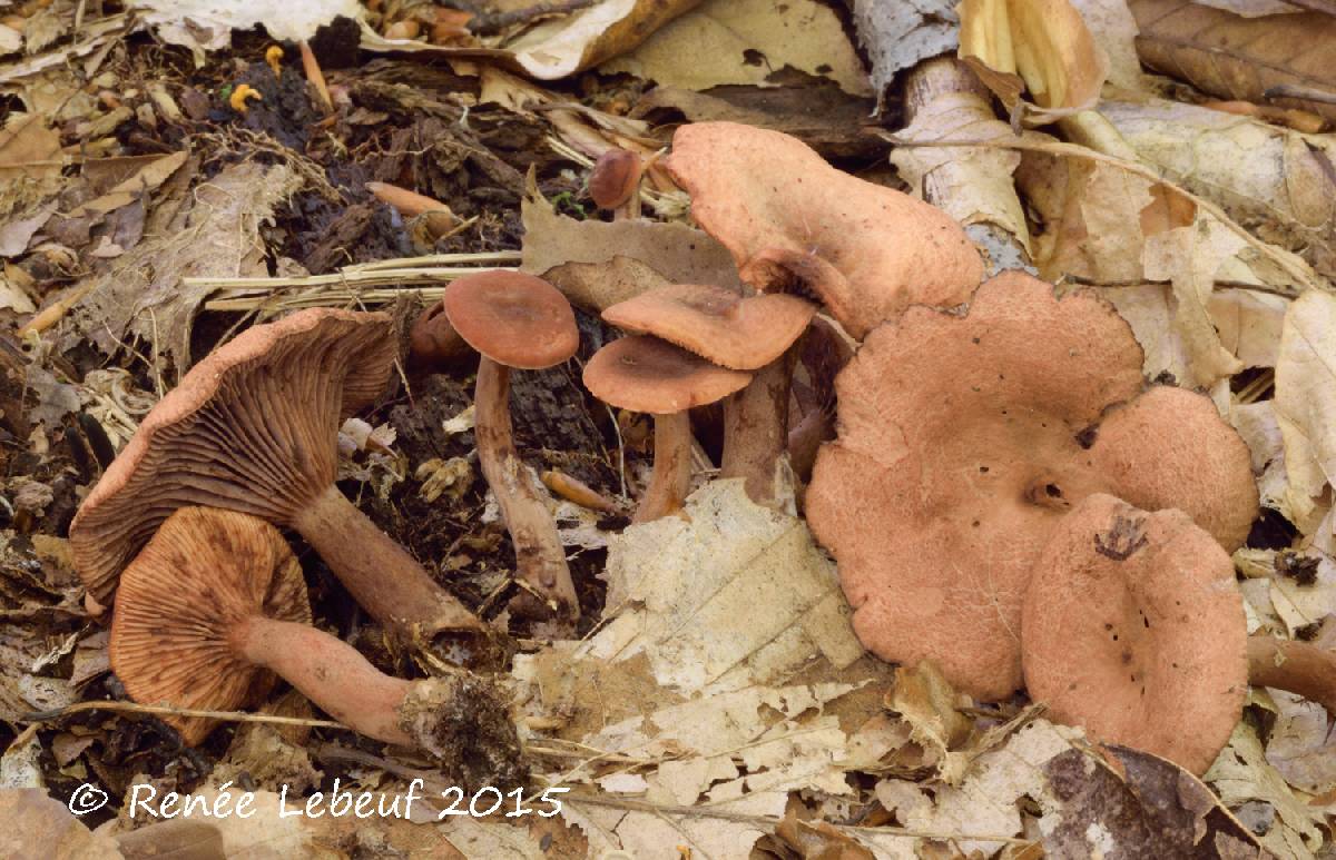 Lactarius rimosellus image