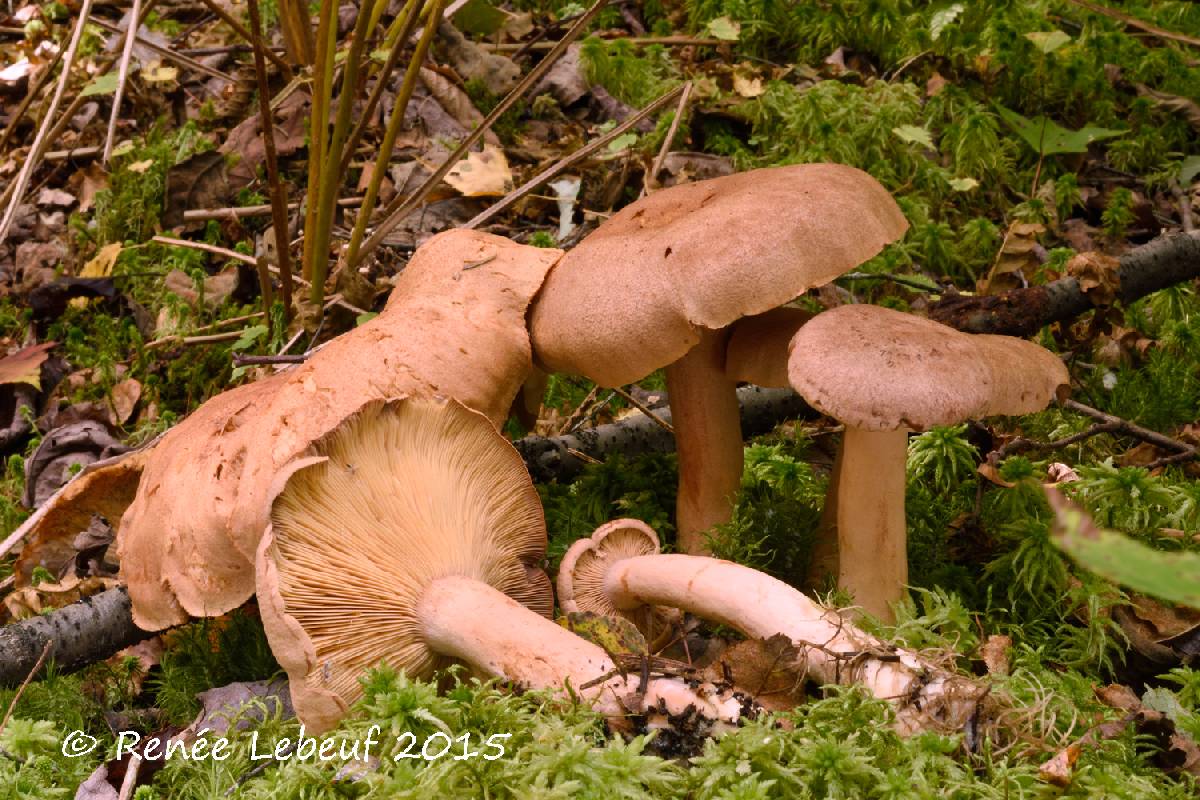 Lactarius helvus image