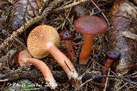 Lactarius badiosanguineus image