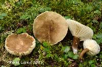 Lactarius gerardii image